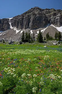 Teton Prints: USA, Wyoming. Meadow of wildflowers, Teton Mountains