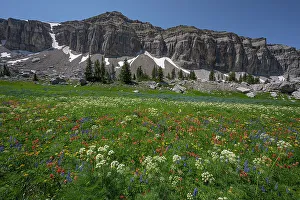 Teton Prints: USA, Wyoming. Meadow of wildflowers, Teton Mountains