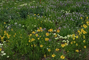 National Forest Prints: USA, Wyoming. Meadow of wildflowers on west side of Tetons