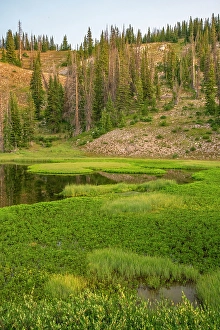 New Images March 2024 Part 1 Prints: USA, Wyoming, Medicine Bow National Forest