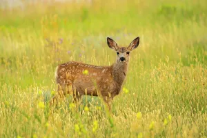 Fawn Prints: USA, Wyoming, Medicine Bow National Forest