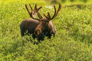 USA, Wyoming, Medicine Bow National Forest. Close-up of bull moose feeding in vegetation. ©Cathy & Gordon Illg / Jaynes Gallery / DanitaDelimont.com