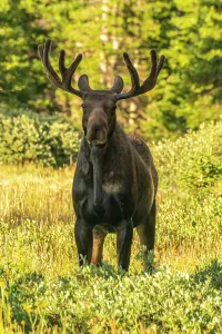 Bull Prints: USA, Wyoming, Medicine Bow National Forest