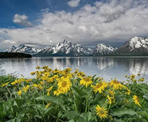 New Images March 2024 Prints: USA, Wyoming. Mount Moran, Jackson Lake and Arrowleaf Balsamroot wildflowers