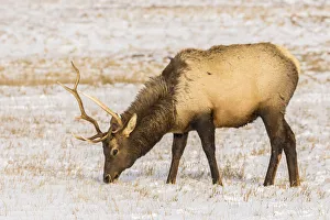Images Dated 12th January 2018: USA, Wyoming, National Elk Refuge. Elk grazing in snow