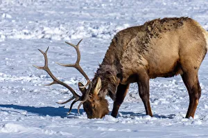 Images Dated 23rd November 2022: USA, Wyoming, National Elk Refuge. Bull elk seeking food beneath snow