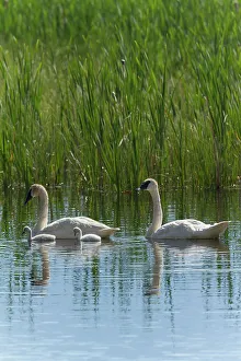 Cygnet Prints: USA, Wyoming, National Elk Refuge