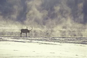USA, Wyoming, National Elk Refuge, Jackson. Bull elk next to steam rising from Flat