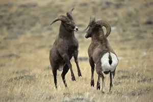 USA, Wyoming, near Dubois, Wind River Mountains, Whiskey Mountain, Two Bighorn Rams
