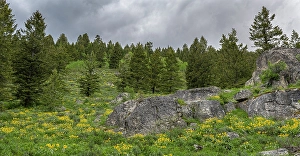 Sunflower Prints: USA, Wyoming. Panoramic of arrowleaf balsamroot and evergreen trees, Teton Canyon