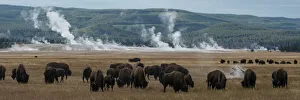 USA, Wyoming. Panoramic image of bison herd with steaming geysers