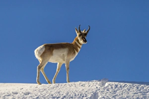 Images Dated 23rd January 2014: USA, Wyoming, Paradise Valley. Pronghorn antelope standing on hill