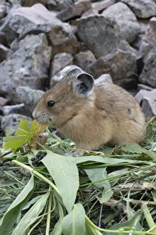 USA, Wyoming. Pika gathering vegetation, Bridger Teton National Forest