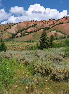 USA, Wyoming. Red Hills, Bridger Teton National Forest