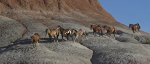 Images Dated 27th September 2011: USA, Wyoming, Shell, The Hideout Ranch, Horses Walking the Hillside (MR / PR)