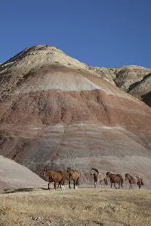 Natural Beauty Prints: USA, Wyoming, Shell, The Hideout Ranch, Horses Walking in front of Painted Hills