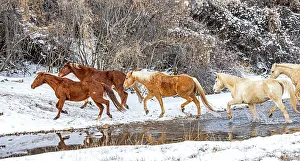 Images Dated 30th November 2023: USA, Wyoming, Shell. Hideout Ranch, Big Horn Mountain Range