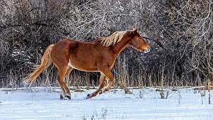 Images Dated 30th November 2023: USA, Wyoming, Shell. Hideout Ranch, Big Horn Mountain Range