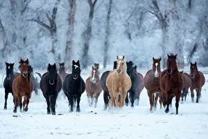 Mammals Prints: USA, Wyoming, Shell, Horses in the Cold, PR