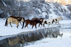 Leadership Prints: USA, Wyoming, Shell, Horses Crossing the Creek, PR