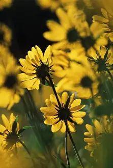Differential Focus Prints: USA, Wyoming, Sierra Madre Medicine Bow National Forest, Yellow sunflowers (Helianthella