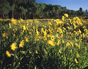 Scott T Smith Prints: USA, Wyoming, Sierra Madre, View of sunflower and aspen meadow