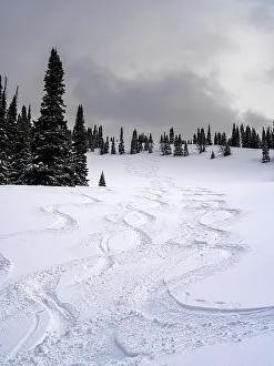 Track Prints: USA, Wyoming. Ski tracks in powder near Jackson Hole