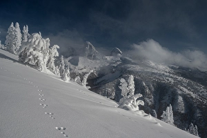 Images Dated 3rd May 2024: USA, Wyoming. Snowshoe hare tracks in snow and Teton Range in distance