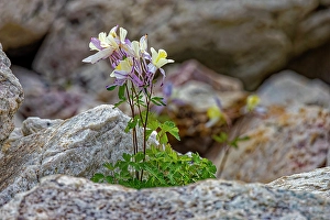 Images Dated 20th June 2024: USA, Wyoming, Snowy Range. Blue columbine flower