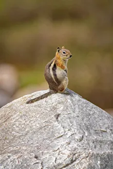 USA, Wyoming, Snowy Range. Golden-mantled ground squirrel on rock