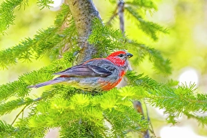 Images Dated 20th June 2024: USA, Wyoming, Snowy Range. Male pine grosbeak bird in tree