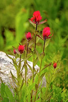 Images Dated 25th October 2022: USA, Wyoming, Snowy Range. Red Indian paintbrush flowers close-up