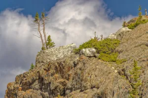Survival Prints: USA, Wyoming, Snowy Range. Struggling pine trees growing from rock