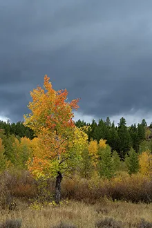Grand Teton Prints: USA, Wyoming. Solo Aspen tree, fall foliage, Grand Teton National Park