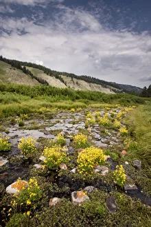 Images Dated 3rd April 2021: USA, Wyoming. Stream bed filled with Monkey flower, Bridger National Forest