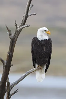 Images Dated 18th September 2016: USA, Wyoming, Sublette County. Adult Bald Eagle sitting on a snag above Soda Lake