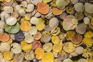 Images Dated 6th October 2014: USA, Wyoming, Sublette County, Autumn aspen leaves floating on pond