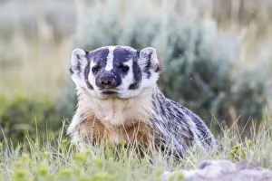 USA, Wyoming, Sublette County. Badger standing in the sagebrush with mosquitoes attacking