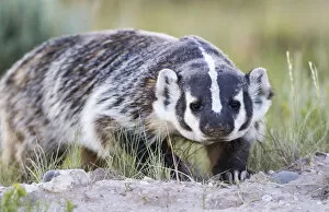 USA, Wyoming, Sublette County. Badger walking in a grassland showing its long