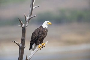 Elizabeth Boehm Prints: USA, Wyoming, Sublette County, Bald Eagle roosting on snag