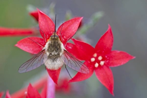 Elizabeth Boehm Prints: USA, Wyoming, Sublette County, Bee Fly with probiscus showing on Scarlet Gilia flowers