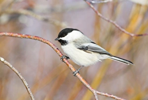 Willow Prints: USA, Wyoming, Sublette County, Black-capped Chickadee perched on will stem