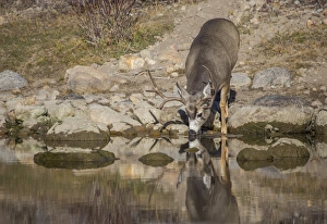 Artiodactyla Prints: USA, Wyoming, Sublette County, Boulder Creek, A mule deer buck drinks from a creek