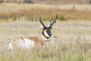 Images Dated 14th October 2017: USA, Wyoming, Sublette County, a buck Pronghorn Antelope lays down in grasses