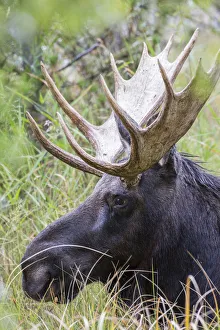 Images Dated 4th September 2016: USA, Wyoming, Sublette County. Bull moose lying down in a grassy area displaying his large antlers