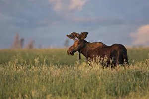 USA, Wyoming, Sublette County. Bull moose stands in tall grasses at evening light