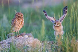 Burrow Prints: USA, Wyoming, Sublette County, a Burrowing Owl female stands at her burrow entrance