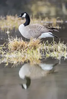 Goose Prints: USA, Wyoming, Sublette County, Canada Goose in pond with reflection