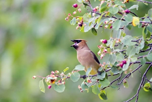 Berry Prints: USA, Wyoming, Sublette County, Cedar Waxwing eating fruit from Serviceberry