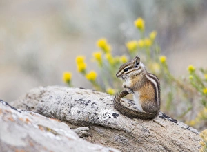 Rodent Prints: USA, Wyoming, Sublette County, Least Chipmunk with front-legs crossed after grooming